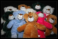 Teddy Bear.jpg