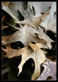 Leaves .jpg