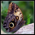 IMG_3655-Butterfly.jpg