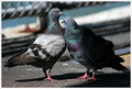 IMG_3812-Love-Birds.jpg