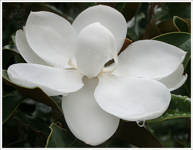 IMG_0854-DPC-Magnolia-Resiz.jpg