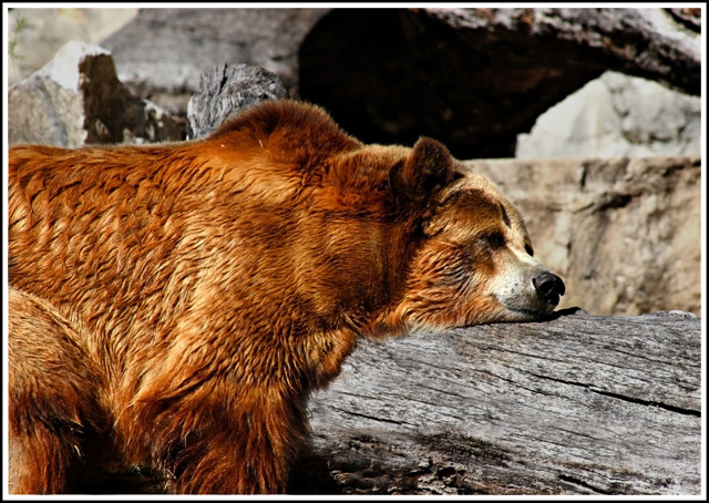 IMG_3833-Brown-Bear.jpg