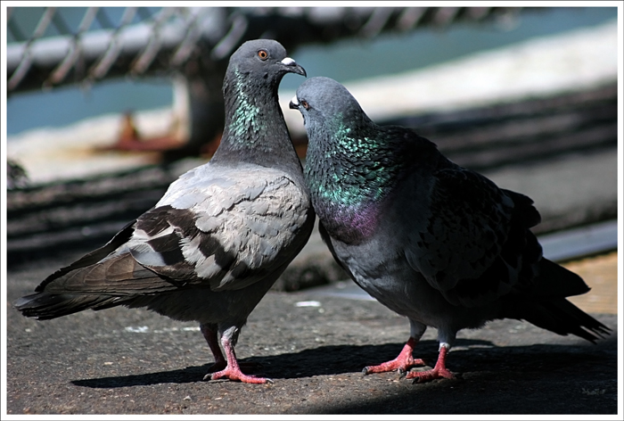 IMG_3812-Love-Birds.jpg