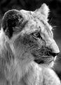 Pensive Lion Cub