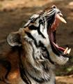 Tiger3-dpc.jpg