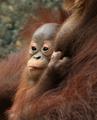 Orangutang10-dpc.jpg
