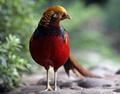 Pheasant-1-dpc.jpg