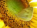 butterfly-on-sunflower-dpc.jpg