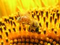 Bee-on-Sunflower-dpc.jpg