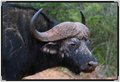 buffalo-2-7780.jpg