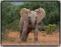 elephant-baby8042.jpg
