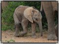 elephant-baby-2-8008.jpg