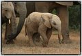 elephant-baby-with-8013.jpg