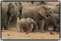 elephant-herd7963.jpg