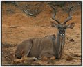 kudu7923.jpg