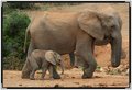 elephant-mom-and-baby7958.jpg