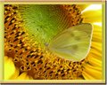 Looking For Nectar