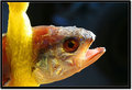 The Backlit Fish
