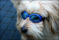 Goggle Dog