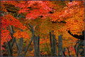 Orange Waves
