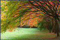 Leafy Tunnel