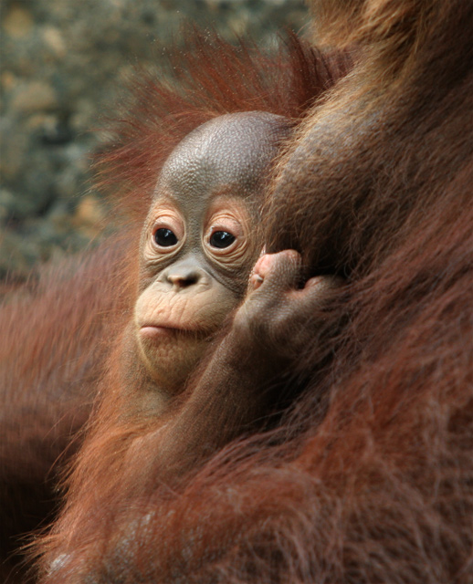 Orangutang10-dpc.jpg