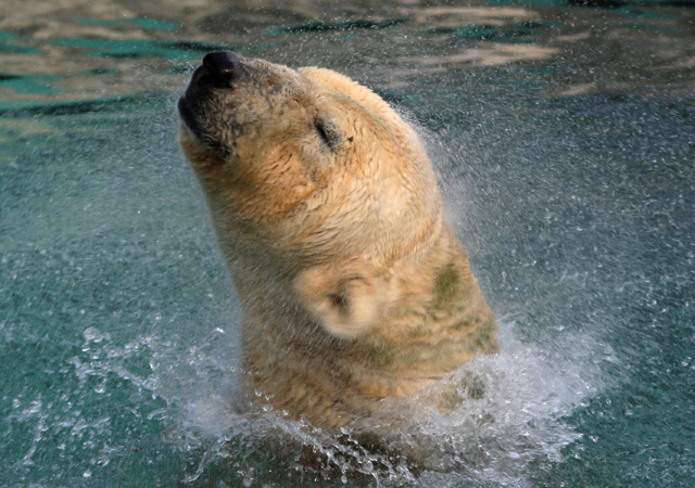 Polar-Bear-2-dpc.jpg
