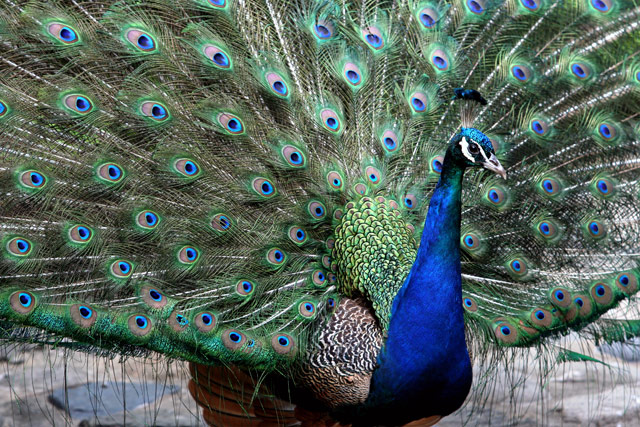 Peacock-4-dpc.jpg