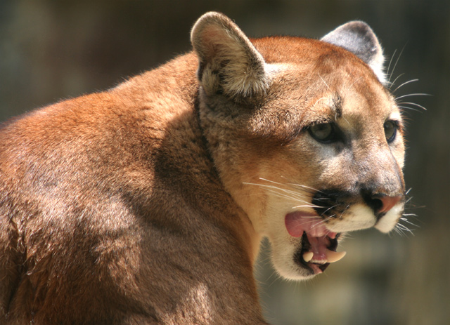 Puma-1-dpc.jpg