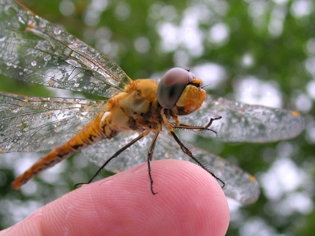 Dragon-Fly-on-Finger-dpc.jpg