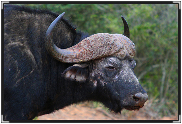 buffalo-2-7780.jpg