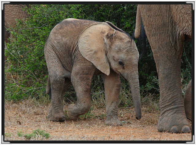 elephant-baby-2-8008.jpg