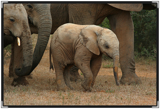 elephant-baby-with-8013.jpg