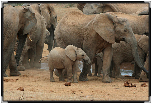 elephant-herd7963.jpg