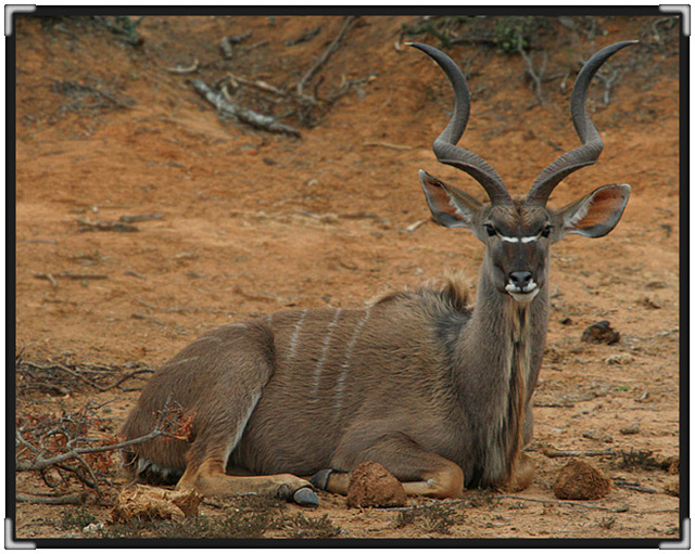 kudu7923.jpg