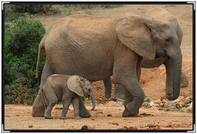 elephant-mom-and-baby7958.jpg