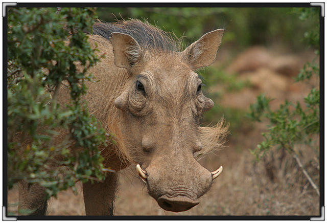 warthog-peeping-7829.jpg