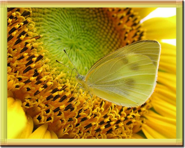 Looking For Nectar