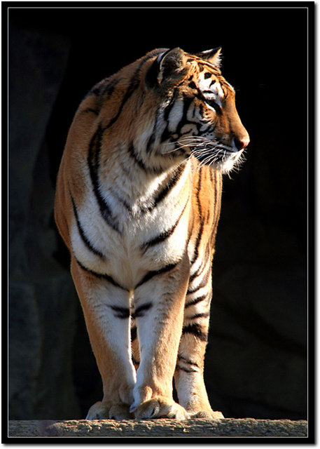 Solitary