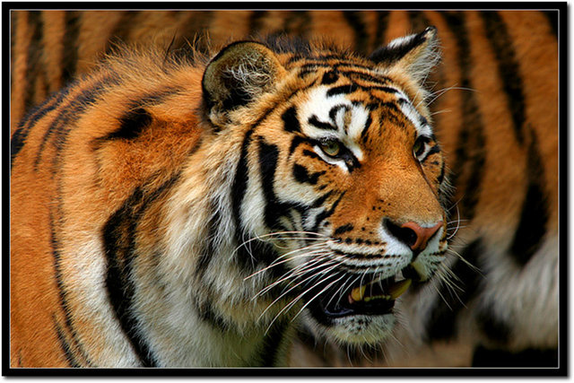 Two Tigers