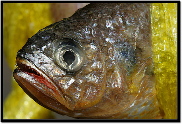 The 'Frontlit' Fish