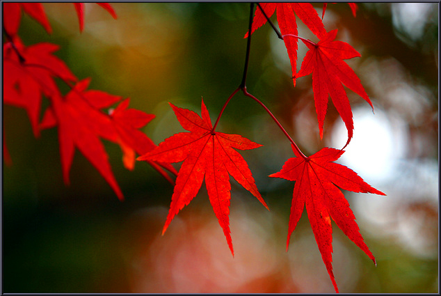 Maple Magic
