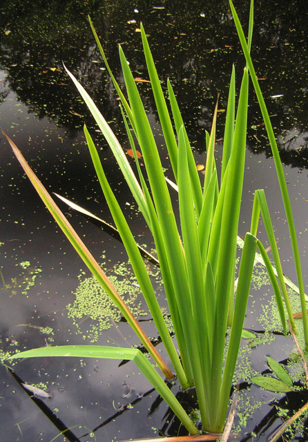 Reeds.jpg