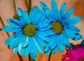 Blue Flowers