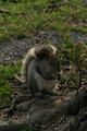 Squirrel1