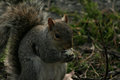 Squirrel2