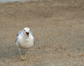 Crazy Seagull