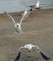 Crazy Seagull2