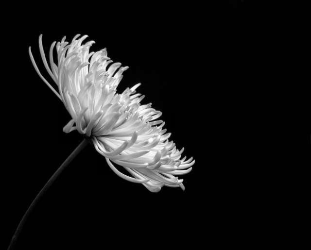 Tribute Submission Try 2 - White Mums