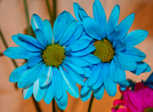 Blue Flowers